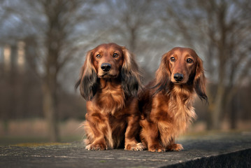 two red dachshund dogs sitting together outdoors