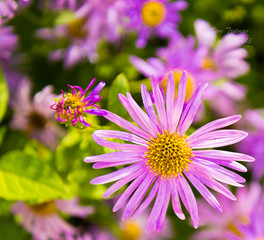 germany, miami,hohenzollern,ludwigsburg