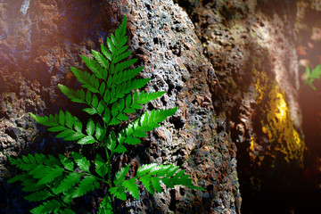 Light and stone with fern leaves. Can used for nature background , copy space for text.