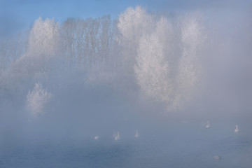 swans fog lake frost winter trees