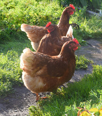 three chicken in sunny garden