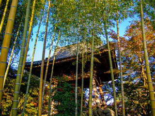 【静岡県伊豆】修禅寺境内の風景【鐘楼・秋】