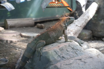 iguana on the rock