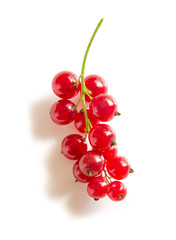 Bunch red currant isolates