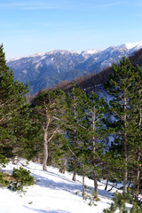 Snowy forest in Caucasus mountains