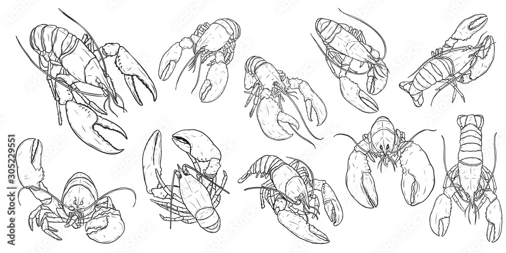 Wall mural set of lobster by hand drawing.lobster vector silhouette on white background.shrimp art highly detai