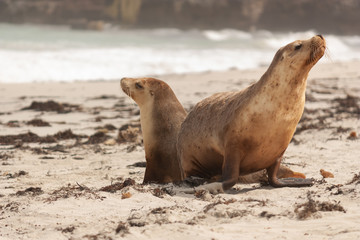 Sea Lion at Seal Bay Kangaroo Island Australia