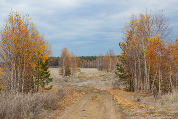 Autumn forest road on the first frosty day. A dull empty country road among yellow-white birches covered with hoarfrost. Russia, birch trees, road with hoarfrost. Selective focus