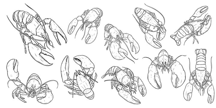 Set of lobster by hand drawing.Lobster vector silhouette on white background.Shrimp art highly detailed in line art style.Animal pictures for coloring.