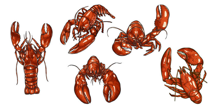 Set of lobster by hand drawing.Lobster vector silhouette on white background.Shrimp art highly detailed in line art style.Animal pictures for coloring.