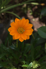 gazania