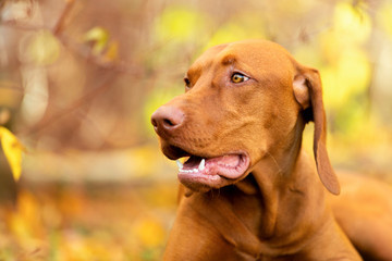 Cute hungarian vizsla dog side view close up portrait in beautiful fall garden.