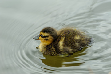Entenküken im Wasser