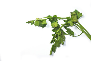 Leaves of fresh tasty celery parsley without root on white background. Green leaves of fresh tasty parsley isolated on white background