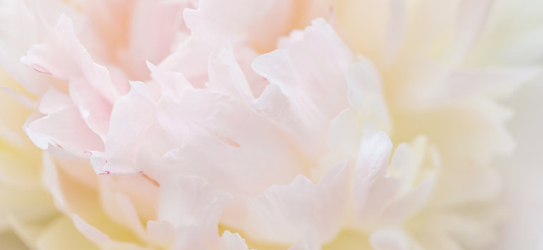 Unfocused blur pink peony petals, abstract romance background, pastel and soft flower card.
