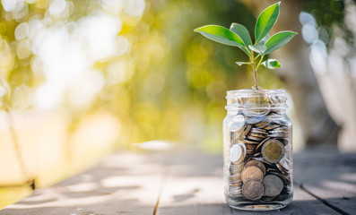 Green plant on  coin in glass jar  with blur nature background. business financial banking saving...