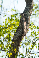 Fototapeta premium Common Potoo,Nyctibius griseus, Pantanal Magrossense, Brazil