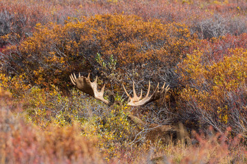 Bull Alaska Moose in Autumn in Denali National Park