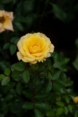 yellow rose in garden