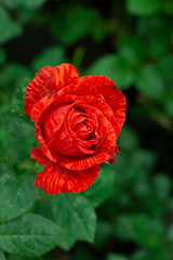 red rose in garden
