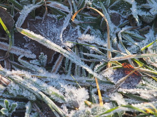 Green grass and gray fallen autumn leaves, covered with frost. Small ice crystals.