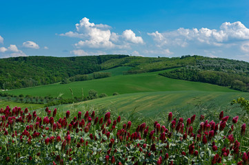 Crimson clover (Trifolium incarnatum) field in Czech Republic, South Moravia