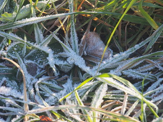 Green grass and gray fallen autumn leaves, covered with frost. Small ice crystals.