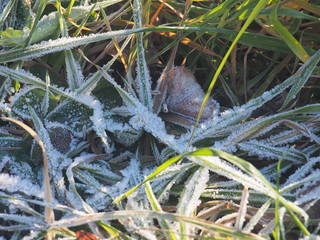 Green grass and gray fallen autumn leaves, covered with frost. Small ice crystals.