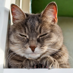 Portrait of the gray cat