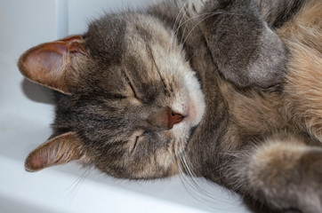 Gray cat sleeps on its side