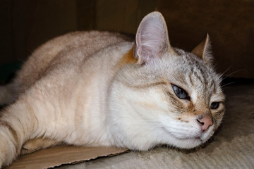 Sick cat falls asleep on a cardboard. Blue tired eyes.