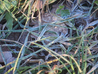 Green grass and gray fallen autumn leaves, covered with frost. Small ice crystals.