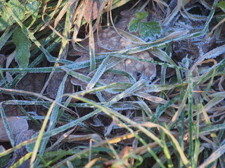 Green grass and gray fallen autumn leaves, covered with frost. Small ice crystals.