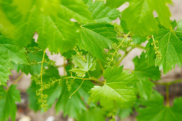 Grape flower buds, baby grapes, small berries. Close-up of flowering grape vines, grapes bloom in spring time. Grape seedlings on a vine, small flower buds. Young green grape branches