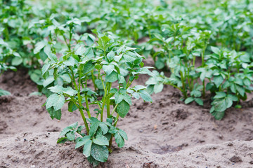 Young potato plant growing on the soil. Potato bush in the garden.