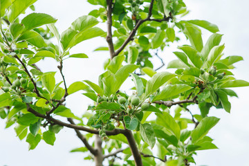 Ripening apples in the summer orchard. Unripe small green apples on the branches of a tree.