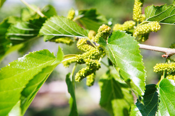 unripe mulberries on the branch of tree
