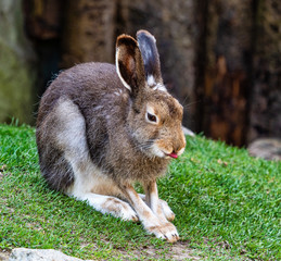 Mountain hare, Lepus timidus, also known as the white hare.