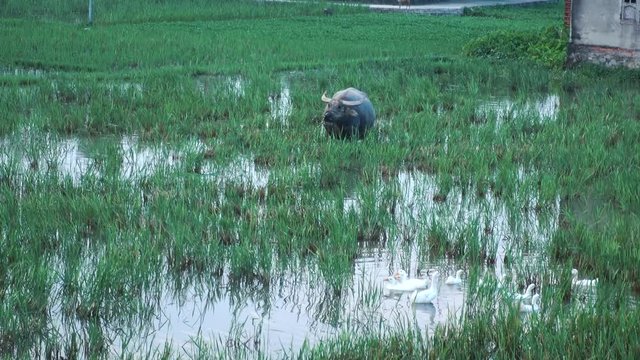 Vietnamese Water Buffalo Eating Grass with Ducks in the Foreground