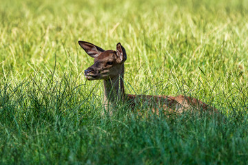 Roe Deer, Capreolus capreolus lives mostly in Germany and France