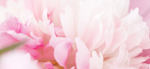 Unfocused blur peony petals, abstract romance background, pastel and soft flower card