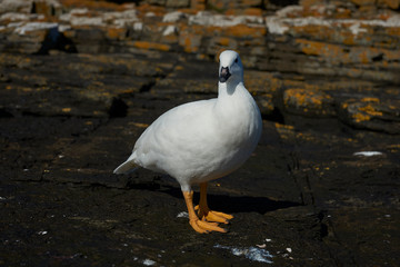 Male Kelp Goose (Chloephaga hybrida malvinarum) on the rocky coast of Bleaker Island in the Falkland Islands.