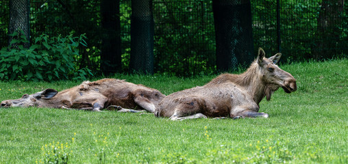 Fototapeta na wymiar European Moose, Alces alces, also known as the elk