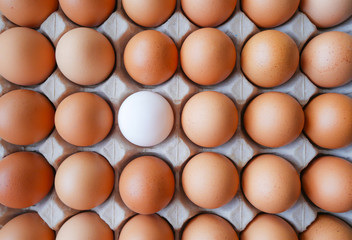 Healthy organic food, Ingredient protein breakfast, Fresh brown chicken eggs with unique white duck egg with selective focus and blurred surrounding background in paper tray pattern