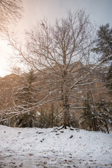 Ordesa National Valley in snowy autumn, located in Pyrenees Spain