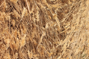 Closeup of bent over wheat sheaves.