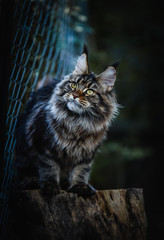 Naklejka na ściany i meble A wild looked Maincoon cat chilling in a dark garden looking around. Brown tabby kitten sitting in a forest. Black and brown big cat outdoor.