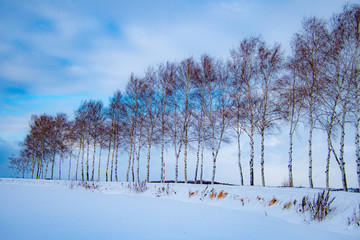 白樺冬並木