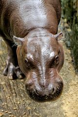 The pygmy hippopotamus (Choeropsis liberiensis or Hexaprotodon liberiensis) is a small hippopotamid which is native to the forests and swamps of West Africa, primarily in Liberia