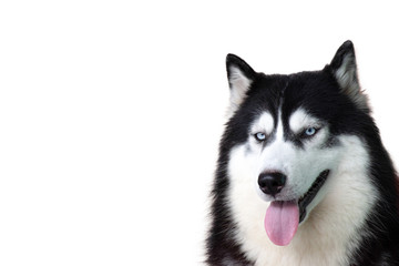 Obraz premium Portrait of siberian Husky dog isolated on white background